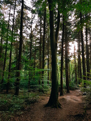 Obraz premium Sunlight through a green forest.