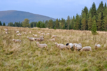 Obraz premium Sumava National Park, Czechia