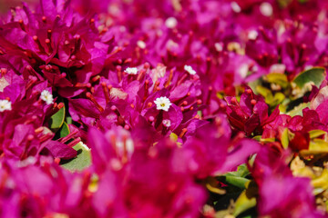 Pink flowers in full blossom