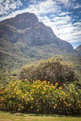 table mountain with yellow proteas in front, cape town, south africa