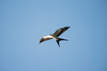 Fototapeta na wymiar Swallow Tailed Kite