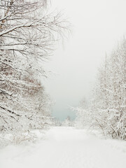 Winter natural background with trees under the snow. Rural landscape.