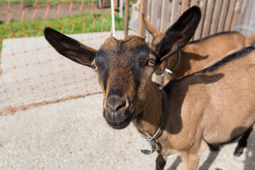 Young Pinzgauer goat in summertime