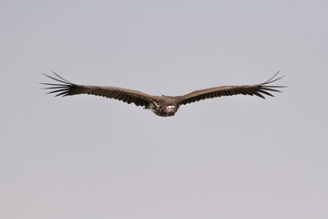 A hooded vulture glides in to feed on the carcass of a dead animal in the savanna of the Maasai Mara during the Great Wildebeest Migration.