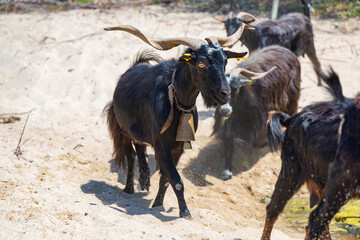 The black goat with horns walking in herd on white sand beach near small lake with green grass in Greece