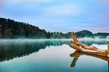 dead tree in the lake with tranquil scene. Copy space