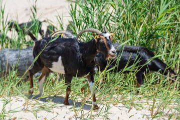 The black goat with horns walking in herd on white sand beach near wooden fence in Greece
