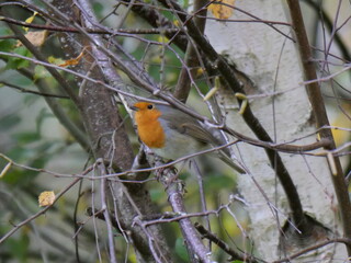 robin
