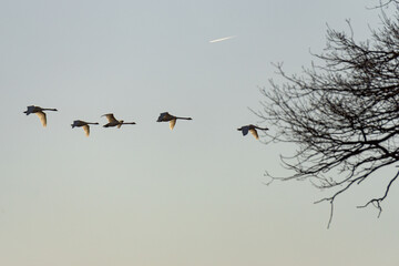Schwäne im Anflug