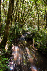 forest in the morning