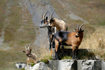 Mountain goats in Bavarian mountains, Germany