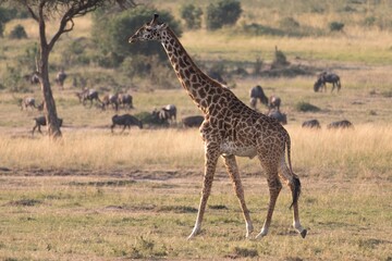 One giraffe walks through the bush veld of the Maasai Mara with wildebeests in the background.