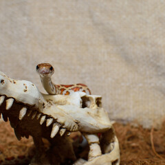 maize snake in the skull on the background of the ground