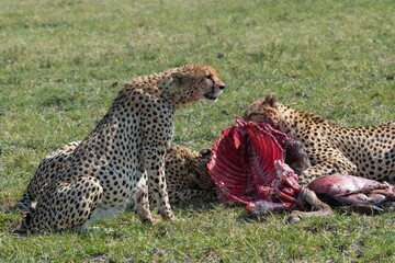 Male cheetahs know as the five brothers eat a freshly killed wildebeest in the Maasai Mara during the great migration in Kenya.