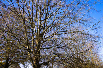 Winter Leafless Tree In Neighborhood 2