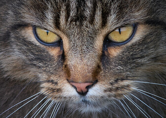 Norwegian Forest Cat on the Hunt