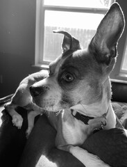 jack russell terrier