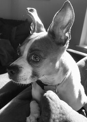 jack russell terrier mix