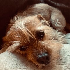 yorkshire terrier puppy