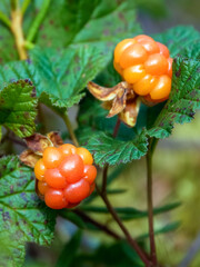 cloudberry