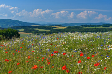 red weed, czech landscape