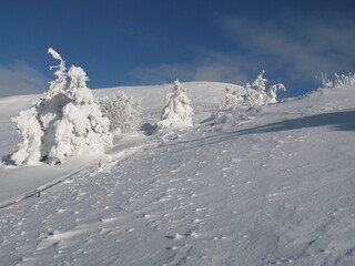 Winter landscape with coniferous trees all covered with snow under blue sky, Bieszczady Mountains, Poland (January 2016)