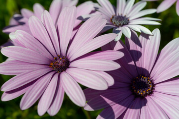 flowerbed of purple flowers