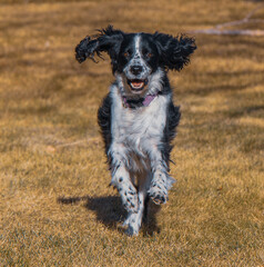 english springer spaniel running
