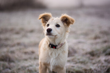 Cute little golden puppy dog posing in morning winter frosty nature