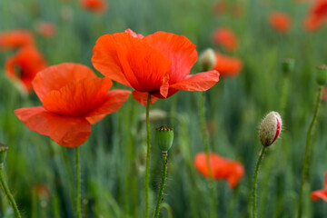 red weed, czech landscape