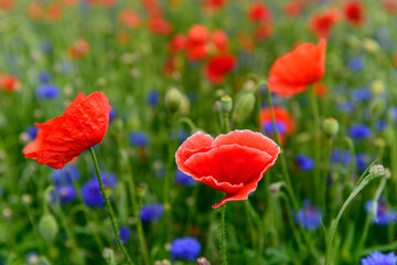 red weed, czech landscape