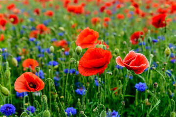 red weed, czech landscape