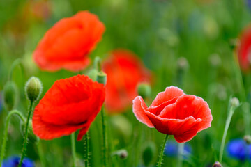 Obraz premium red weed, czech landscape