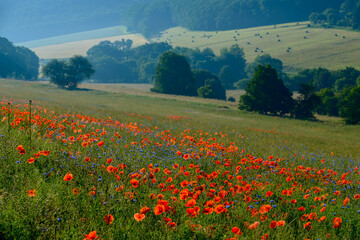red weed, czech landscape