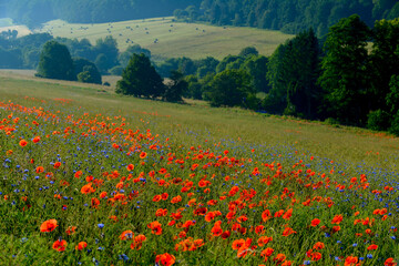 red weed, czech landscape