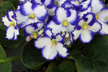 Closeup of blue and white african violet blossoms