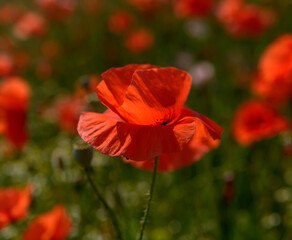 Fototapeta premium red weed, czech landscape