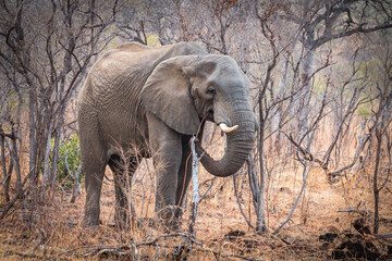 Fototapeta premium elephant walking in the bushes, kruger national park, south africa