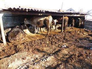 Cattle in a stall under a shed