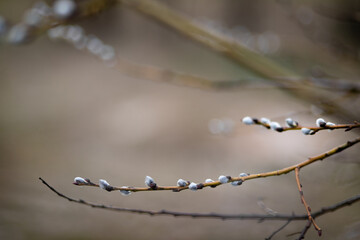 Buds of trees in spring. Young large buds on branches on a blurred background. Beautiful spring natural background. Close-up view