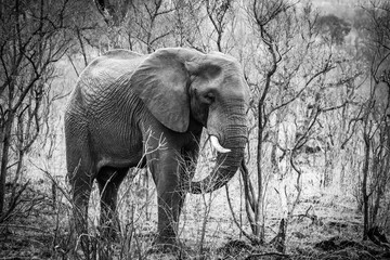 elephant walking in the bushes, kruger national park, south africa