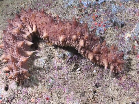 sea cucumber underwater in a cave ocean scenery 