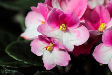 Fototapeta na wymiar Macro of pink and white african violet flowers