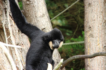 Gibbon à favoris blancs