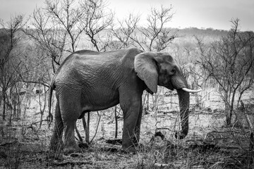 elephant walking in the bushes, kruger national park, south africa