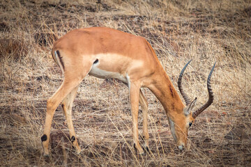 impala antelope in kruger park
