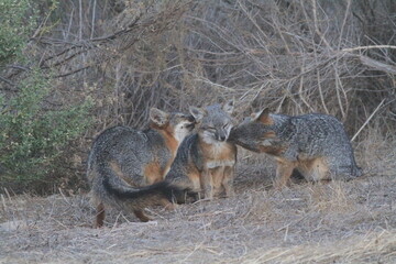 Island Fox Family
