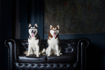 Fototapeta na wymiar Two female husky dogs sit on a leather black couch in the studioBeautiful photo of a dark black black blue-eyed husky and a red husky similar to a fox