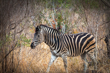 Fototapeta na wymiar zebra in the wild, kruger national park, south africa