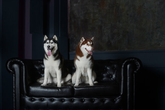 Two female husky dogs sit on a leather black couch in the studio

Beautiful photo of a dark black black blue-eyed husky and a red husky similar to a fox